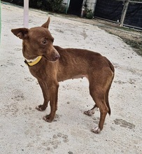 VENUS, Hund, Podenco Maneto in Spanien - Bild 5