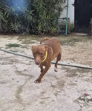 VENUS, Hund, Podenco Maneto in Spanien - Bild 6