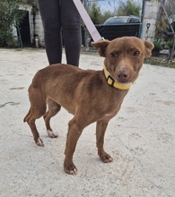 VENUS, Hund, Podenco Maneto in Spanien - Bild 7