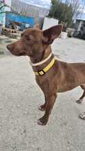 VENUS, Hund, Podenco Maneto in Spanien - Bild 8