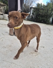 VENUS, Hund, Podenco Maneto in Spanien - Bild 9