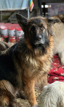MINERVA, Hund, Deutscher Schäferhund in Rumänien - Bild 1