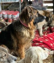 MINERVA, Hund, Deutscher Schäferhund in Rumänien - Bild 3
