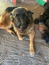 MINERVA, Hund, Deutscher Schäferhund in Rumänien - Bild 4