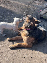 MINERVA, Hund, Deutscher Schäferhund in Rumänien - Bild 5
