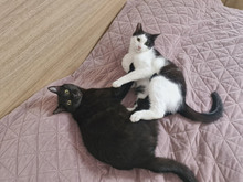 NICOLE, Katze, Europäisch Kurzhaar in Bulgarien