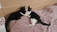NICOLE, Katze, Europäisch Kurzhaar in Bulgarien - Bild 10