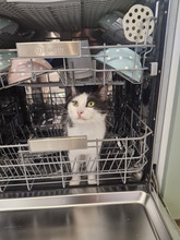 NICOLE, Katze, Europäisch Kurzhaar in Bulgarien - Bild 11