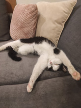 NICOLE, Katze, Europäisch Kurzhaar in Bulgarien - Bild 12