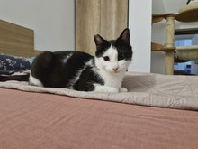 NICOLE, Katze, Europäisch Kurzhaar in Bulgarien - Bild 13