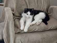 NICOLE, Katze, Europäisch Kurzhaar in Bulgarien - Bild 14