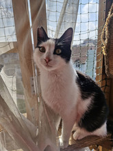 NICOLE, Katze, Europäisch Kurzhaar in Bulgarien - Bild 15