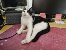NICOLE, Katze, Europäisch Kurzhaar in Bulgarien - Bild 16