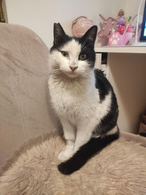 NICOLE, Katze, Europäisch Kurzhaar in Bulgarien - Bild 17
