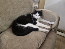 NICOLE, Katze, Europäisch Kurzhaar in Bulgarien - Bild 18