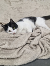 NICOLE, Katze, Europäisch Kurzhaar in Bulgarien - Bild 19