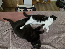 NICOLE, Katze, Europäisch Kurzhaar in Bulgarien - Bild 2