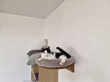 NICOLE, Katze, Europäisch Kurzhaar in Bulgarien - Bild 20