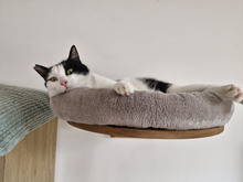 NICOLE, Katze, Europäisch Kurzhaar in Bulgarien - Bild 21