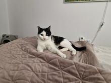 NICOLE, Katze, Europäisch Kurzhaar in Bulgarien - Bild 22