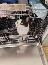 NICOLE, Katze, Europäisch Kurzhaar in Bulgarien - Bild 24