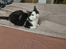 NICOLE, Katze, Europäisch Kurzhaar in Bulgarien - Bild 25