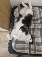 NICOLE, Katze, Europäisch Kurzhaar in Bulgarien - Bild 26