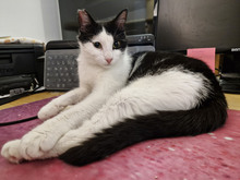 NICOLE, Katze, Europäisch Kurzhaar in Bulgarien - Bild 27