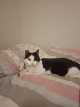 NICOLE, Katze, Europäisch Kurzhaar in Bulgarien - Bild 28