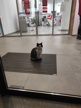 NICOLE, Katze, Europäisch Kurzhaar in Bulgarien - Bild 30