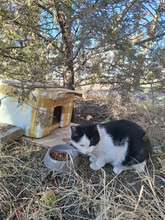 NICOLE, Katze, Europäisch Kurzhaar in Bulgarien - Bild 31