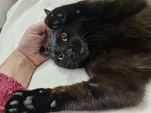 NICOLE, Katze, Europäisch Kurzhaar in Bulgarien - Bild 34
