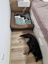 NICOLE, Katze, Europäisch Kurzhaar in Bulgarien - Bild 37