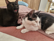 NICOLE, Katze, Europäisch Kurzhaar in Bulgarien - Bild 4