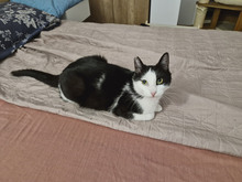NICOLE, Katze, Europäisch Kurzhaar in Bulgarien - Bild 7