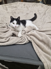 NICOLE, Katze, Europäisch Kurzhaar in Bulgarien - Bild 8