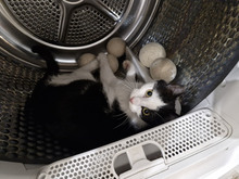 NICOLE, Katze, Europäisch Kurzhaar in Bulgarien - Bild 9