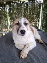 LINDA, Hund, Mischlingshund in Rumänien - Bild 2