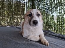 LINDA, Hund, Mischlingshund in Rumänien - Bild 3