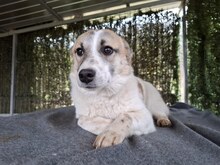 LINDA, Hund, Mischlingshund in Rumänien - Bild 4