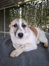 LINDA, Hund, Mischlingshund in Rumänien - Bild 5