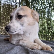 LINDA, Hund, Mischlingshund in Rumänien - Bild 6