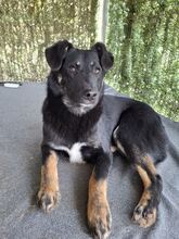 CODY, Hund, Mischlingshund in Rumänien - Bild 2