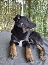 CODY, Hund, Mischlingshund in Rumänien - Bild 3