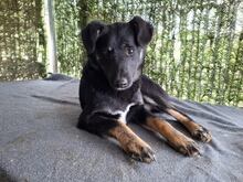 CODY, Hund, Mischlingshund in Rumänien - Bild 4