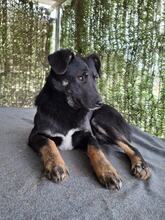 CODY, Hund, Mischlingshund in Rumänien - Bild 5