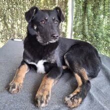 CODY, Hund, Mischlingshund in Rumänien - Bild 6