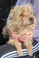 LOLA, Hund, Norfolk Terrier in Rumänien - Bild 2