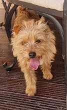 LOLA, Hund, Norfolk Terrier in Rumänien - Bild 3