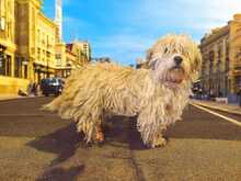 VALERIE, Hund, Shih Tzu-Mix in Rumänien - Bild 2